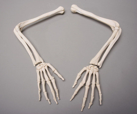 Picture of Skeletons and More SM370D Skeleton Arms  Left and Right