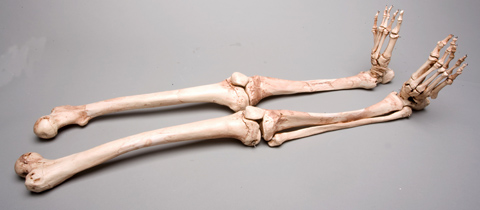 Picture of Skeletons and More SM380DLA Aged Left Skeleton Leg