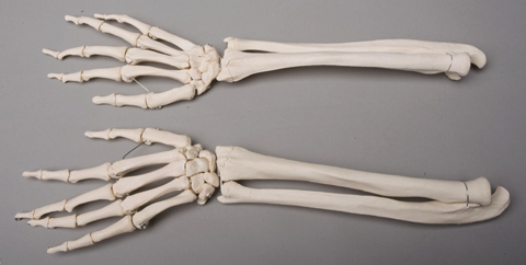 Picture of Skeletons and More SM372D Forearms  Left and Right