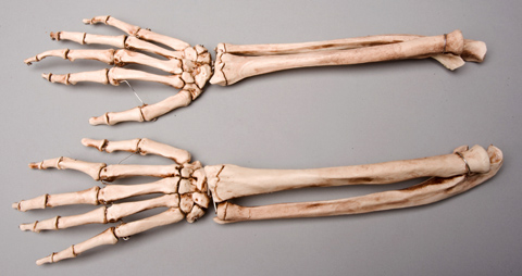 Picture of Skeletons and More SM372DA Aged Forearms  Left and Right