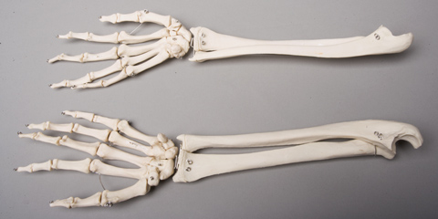 Picture of Skeletons and More SM372DR Right Forearm
