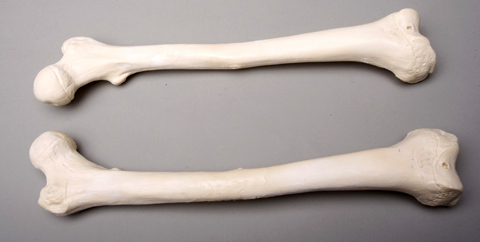 Picture of Skeletons and More SM384DL Left Femur Bone