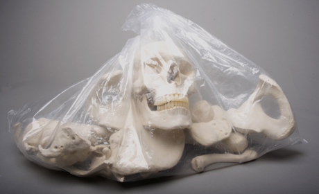 Picture of Skeletons and More SM050 Durable Plastic Bag of Bones has Life-Size Skull