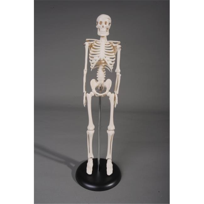 Skeletons and More SM142 17