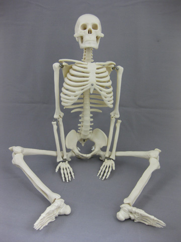 Picture of Skeletons and More SM185 33.5 in. Harvey Jr. Skeleton