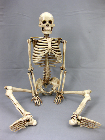 Picture of Skeletons and More SM185A Aged 33.5 in. Harvey Jr. Skeleton