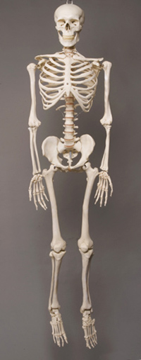 Picture of Skeletons and More SM100D 2nd Class Life-Size Harvey in. Skeleton