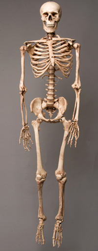 Picture of Skeletons and More SM100DA Aged 2nd Class Life-Size Harvey in. Skeleton