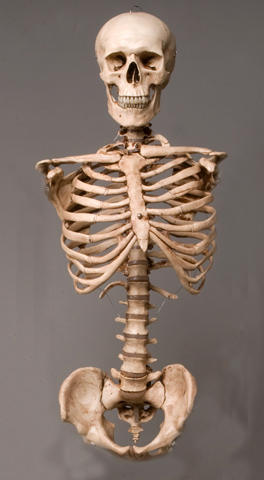 Picture of Skeletons and More SM110DA Aged Torso with Skull