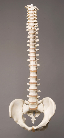 Picture of Skeletons and More SM310D Plastic Spine