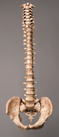 Picture of Skeletons and More SM310DA Life Size Educational Products Plastic Aged Spine