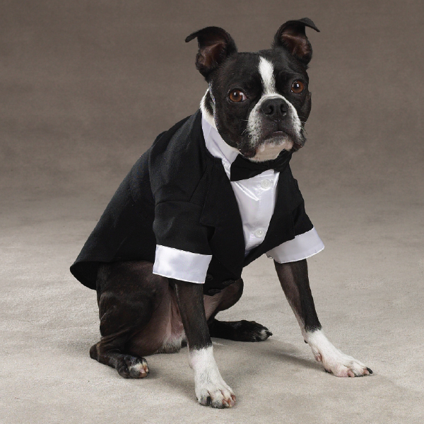 Picture of East Side Collection ZM1010 16 ESC Yappily Ever After Groom Tuxedo Med