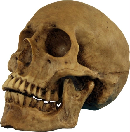 Picture of Costumes For All Occasions Ta495 Skull Resin Cranium