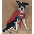 Costumes For All Occasions Af194Md Superman Pet Costume Medium Costumes For All Occasions Af194Md Superman Pet Costume Medium