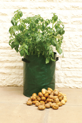 Picture of BOSMERE K705 Potato Planter Bag 14 in. diameter x 18 in. high - Ideal for patios and balconies.