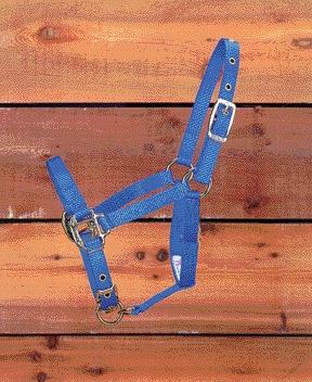 Picture of Hamilton Halter Company - Adjustable Chin Halter- Blue Foal - 3DA FLBL