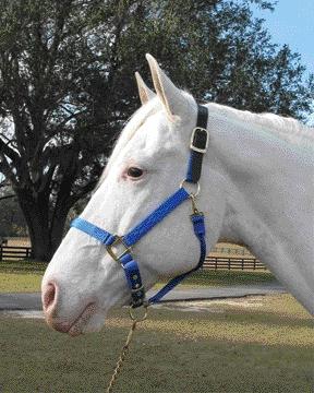 Picture of Hamilton Halter Company - Adjustable Halter With Leather Headpole- Blue Small - 1DALSS SMBL