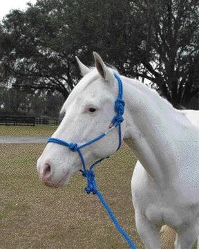 Picture of Hamilton Halter Company - Rope Halter With Lead Adult Horse- Blue Average - RHL AVBL