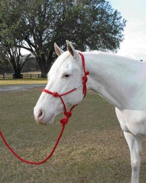 Picture of Hamilton Halter Company - Rope Halter With Lead Adult Horse- Red Average - RHL AVRD