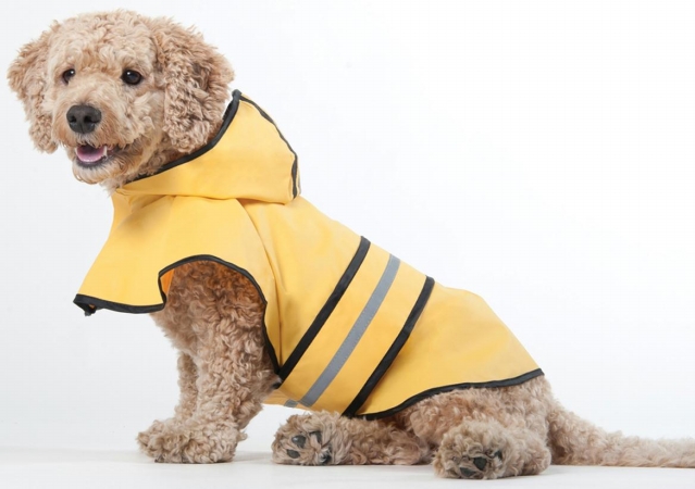 Picture of Ethical Fashion-seasonal - Rainy Days Slicker- Yellow Xl - 560YXL