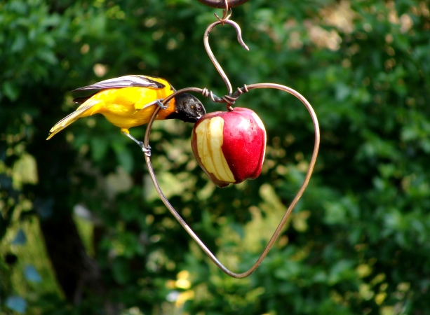 Picture of Songbird Essentials SEHHHAPL Heart Fruit Feeder