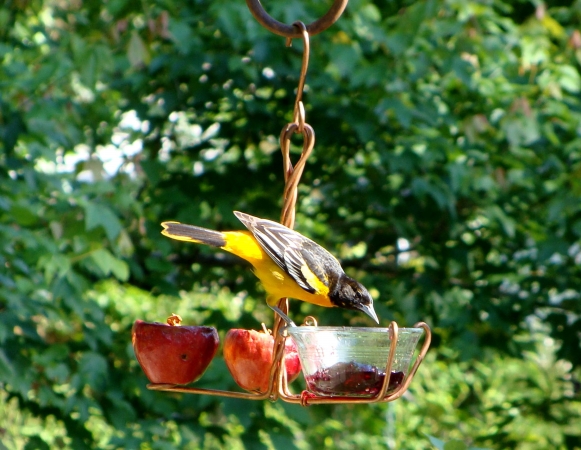 Picture of Songbird Essentials SEHHFRJL Fruit and Jelly Feeder