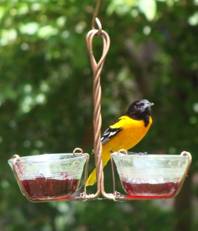Picture of Songbird Essentials SEHHJELY Two Cup Jelly Feeder