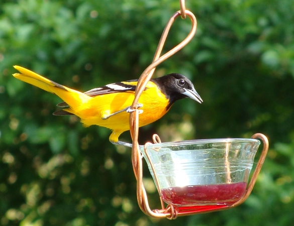 Picture of Songbird Essentials SEHHJLSC Single Jelly Cup Feeder