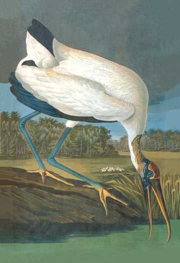 Picture of Buy Enlarge 0-587-03554-4C12X18 Wood Stork- Canvas Size C12X18