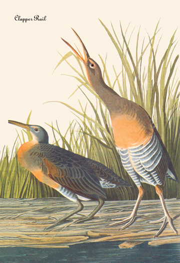Buy Enlarge 0-587-03561-7C12X18 Clapper Rail- Canvas Size C12X18