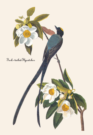 Buy Enlarge 0-587-03567-6C12X18 Fork-Tailed Flycatcher- Canvas Size C12X18