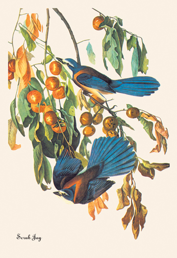 Buy Enlarge 0-587-03574-9C12X18 Scrub Jay- Canvas Size C12X18