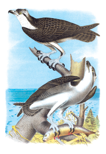 Buy Enlarge 0-587-03809-8C12X18 Fish Hawk- Canvas Size C12X18