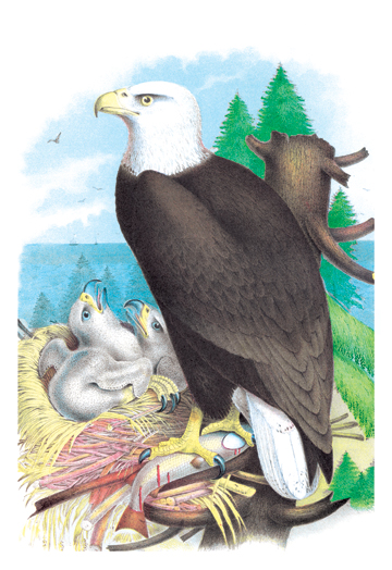 Buy Enlarge 0-587-03810-1C12X18 Bald Eagle - White-Headed Eagle- Canvas Size C12X18