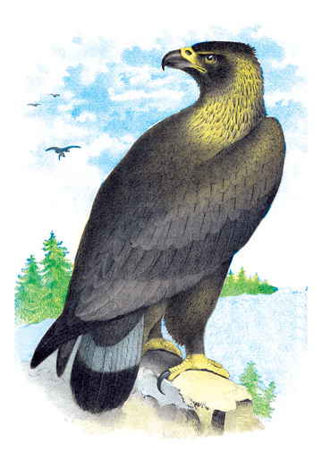 Buy Enlarge 0-587-03811-xC12X18 Golden Eagle Ring-Tailed Eagle- Canvas Size C12X18
