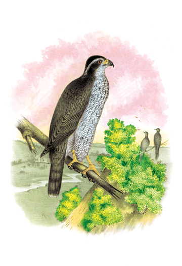 Buy Enlarge 0-587-03820-9C12X18 Ash-Colored or Black-Cap Hawk- Canvas Size C12X18