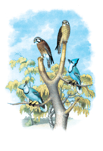 Buy Enlarge 0-587-03822-5C12X18 Sparrow Hawk - Rusty-Crowned Falcon- Canvas Size C12X18
