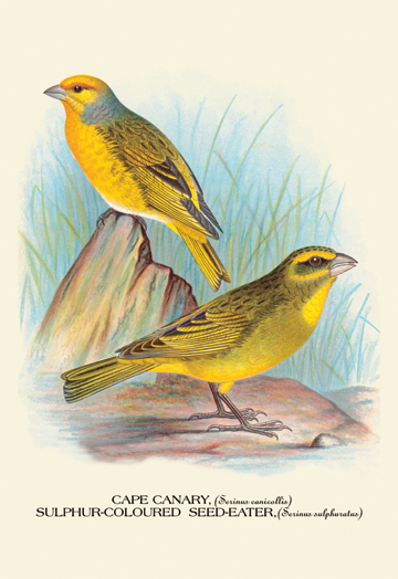 Buy Enlarge 0-587-05219-8C12X18 Cape Canary; Sulphur-Coloured Seed-Eater- Canvas Size C12X18 -  Buyenlarge