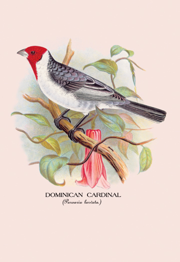 Buy Enlarge 0-587-05224-4C12X18 Dominican Cardinal- Canvas Size C12X18 -  Buyenlarge