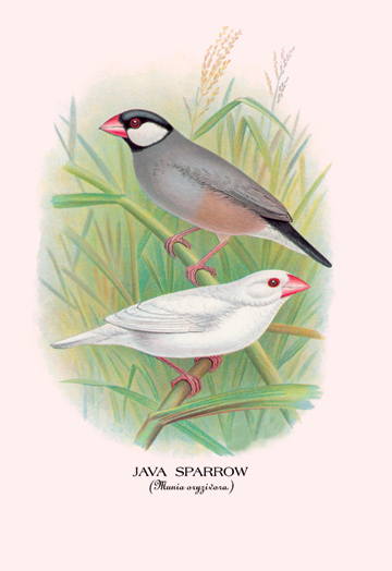 Buy Enlarge 0-587-05228-7C12X18 Java Sparrow- Canvas Size C12X18