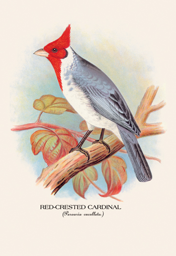 Buy Enlarge 0-587-05235-xC12X18 Red-Crested Cardinal- Canvas Size C12X18 -  Buyenlarge