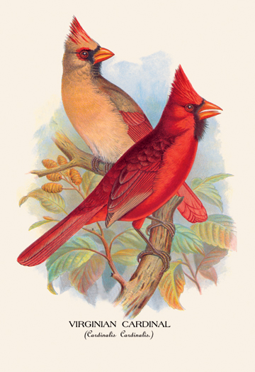Buy Enlarge 0-587-05244-9C12X18 Virginian Cardinal- Canvas Size C12X18 -  Buyenlarge