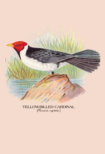 Buy Enlarge 0-587-05246-5C12X18 Yellow-Billed Cardinal- Canvas Size C12X18 -  Buyenlarge
