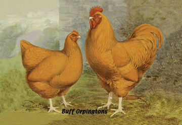 Buy Enlarge 0-587-05629-0C12X18 Buff Orpingtons- Canvas Size C12X18