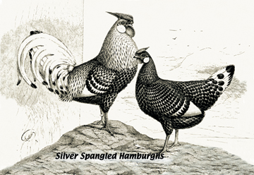 Buy Enlarge 0-587-05647-9C12X18 Silver Spangled Hamburghs- Canvas Size C12X18