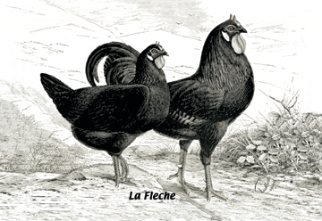 Buy Enlarge 0-587-05652-5C12X18 Fleche - Chickens- Canvas Size C12X18