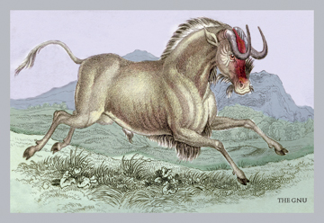 Buy Enlarge 0-587-05818-8C12X18 Gnu- Canvas Size C12X18