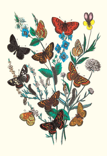 Picture of Buy Enlarge 0-587-07498-1C12X18 Butterflies- M. Cynthia  M. Athalia  et al.- Canvas Size C12X18