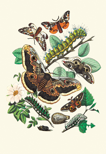 Buy Enlarge 0-587-07519-8C12X18 Moths- E. Versicolora S. Pyri S. Carpini- Canvas Size C12X18