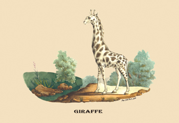 Buy Enlarge 0-587-08910-5C12X18 Giraffe- Canvas Size C12X18